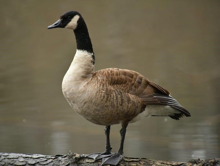 wild geese poem pdf